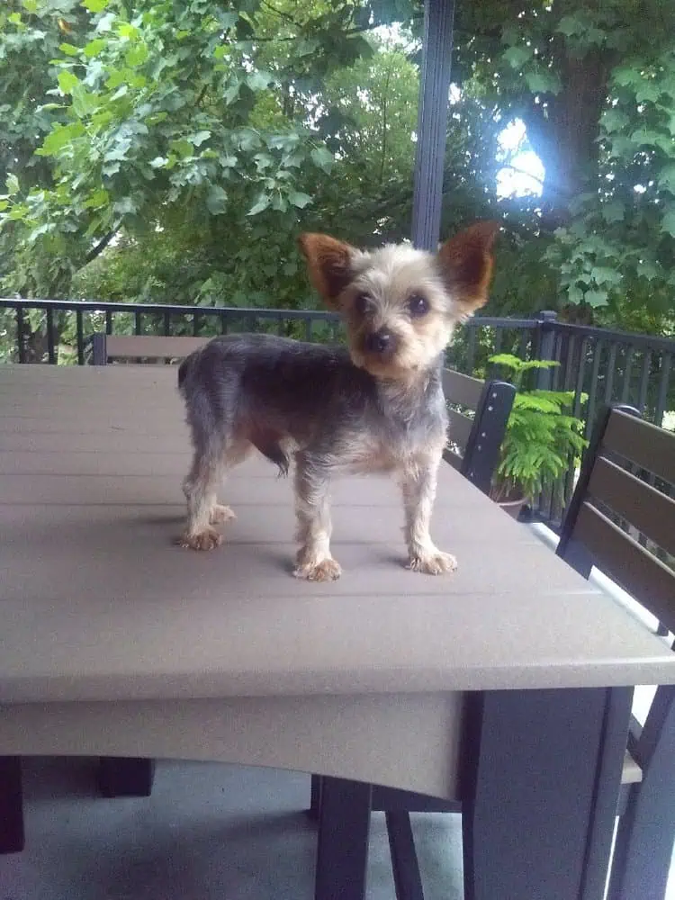Yorkshire Terrier male on a table.