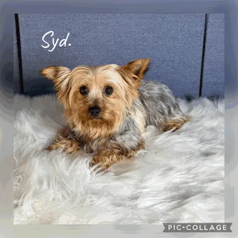 Yorkshire Terrier male on a blanket.