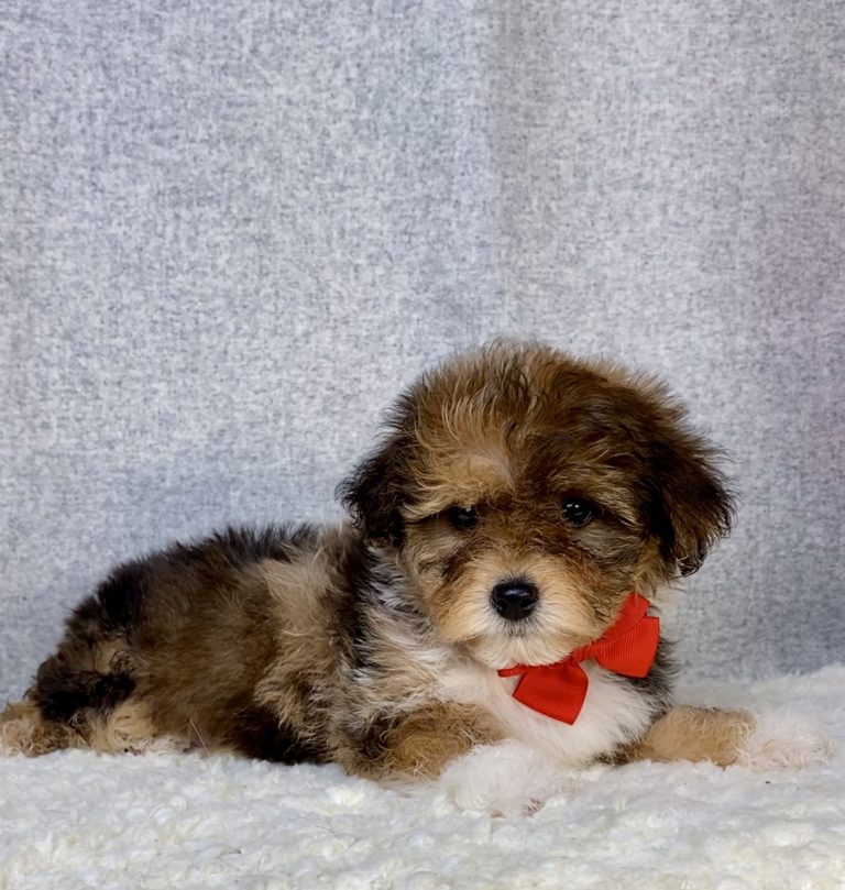 Yorkiepoo puppy posing on a blanket with a red ribbon.