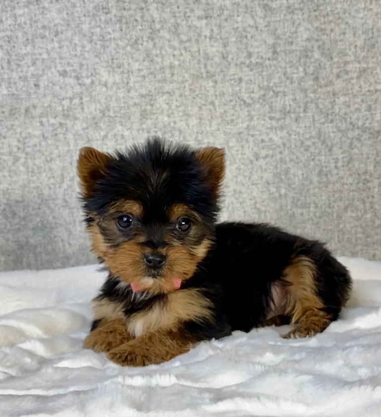 Adorable Yorkshire Terrier puppy posing with a pink bow on a blanket.