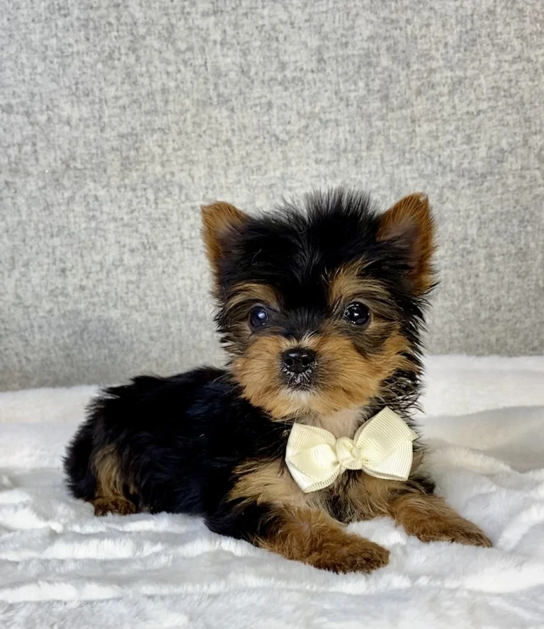 Adorable Yorkshire Terrier puppy posing with a white bow.