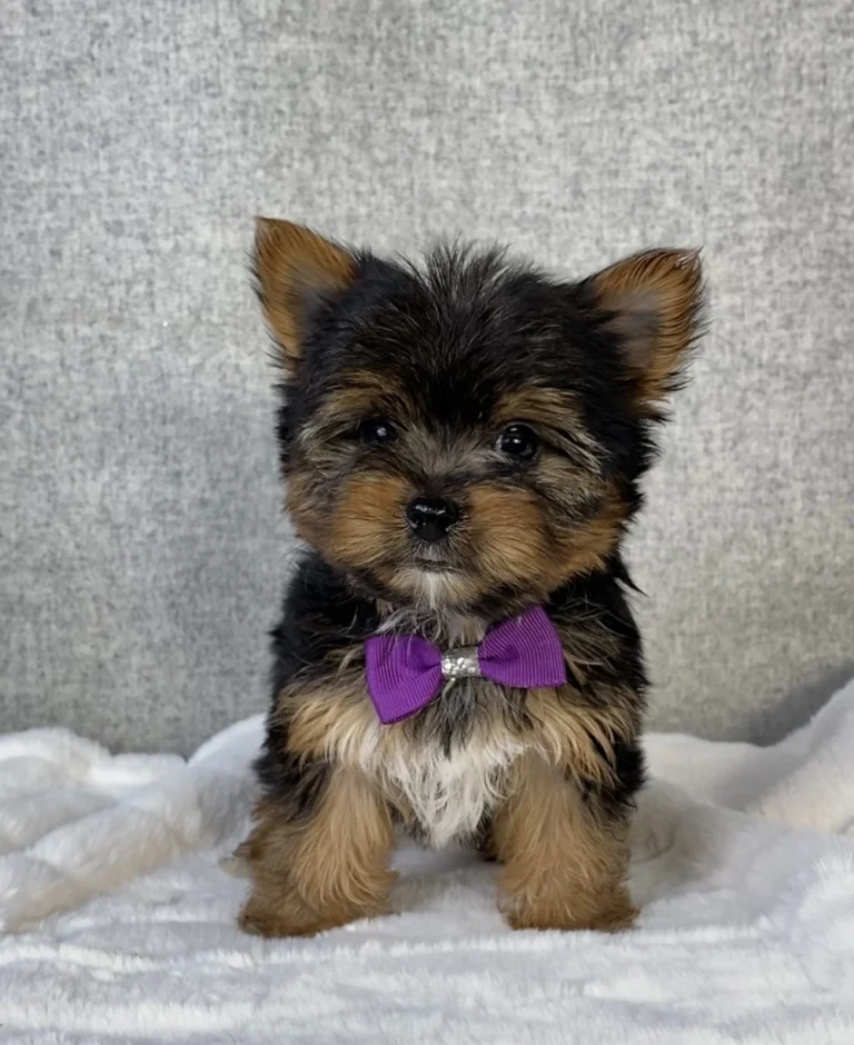 Yorkshire Terrier puppy posing with a purple bow.