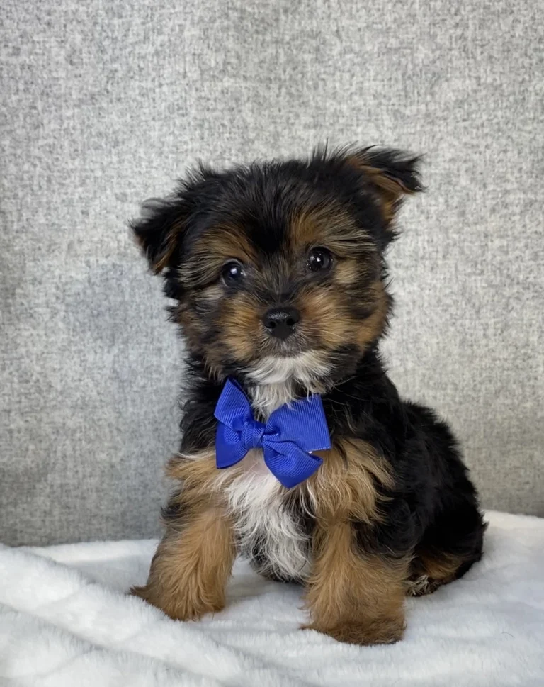 Adorable Yorkshire Terrier puppy sitting with a blue bow.