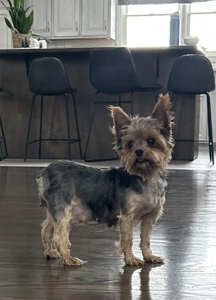 Yorkshire Terrier female standing.