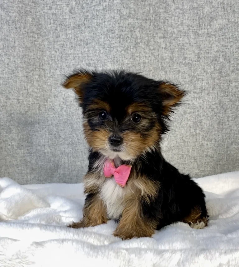 Adorable Yorkshire Terrier puppy sitting with a bow.