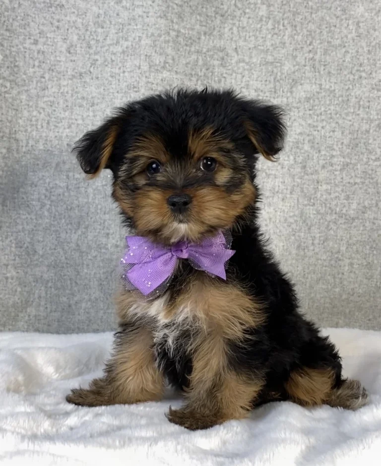 Yorkshire Terrier puppy posing with a purple bow.
