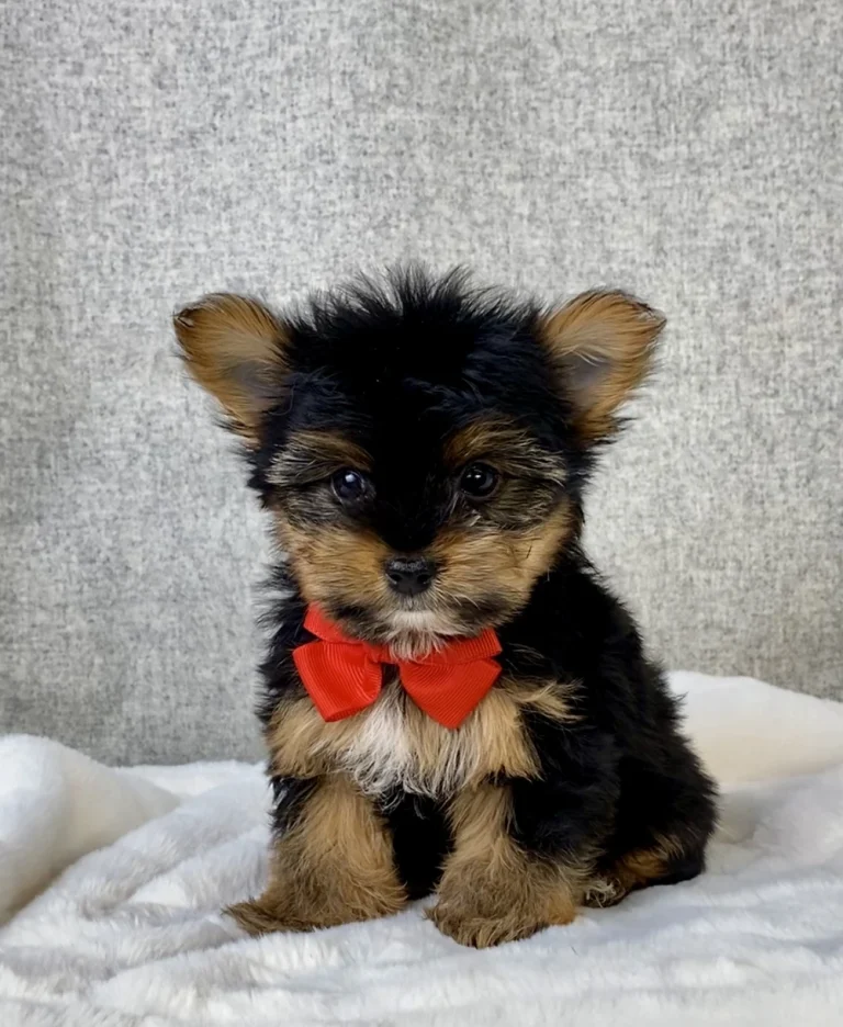 Adorable Yorkshire Terrier puppy sitting with a red bow.