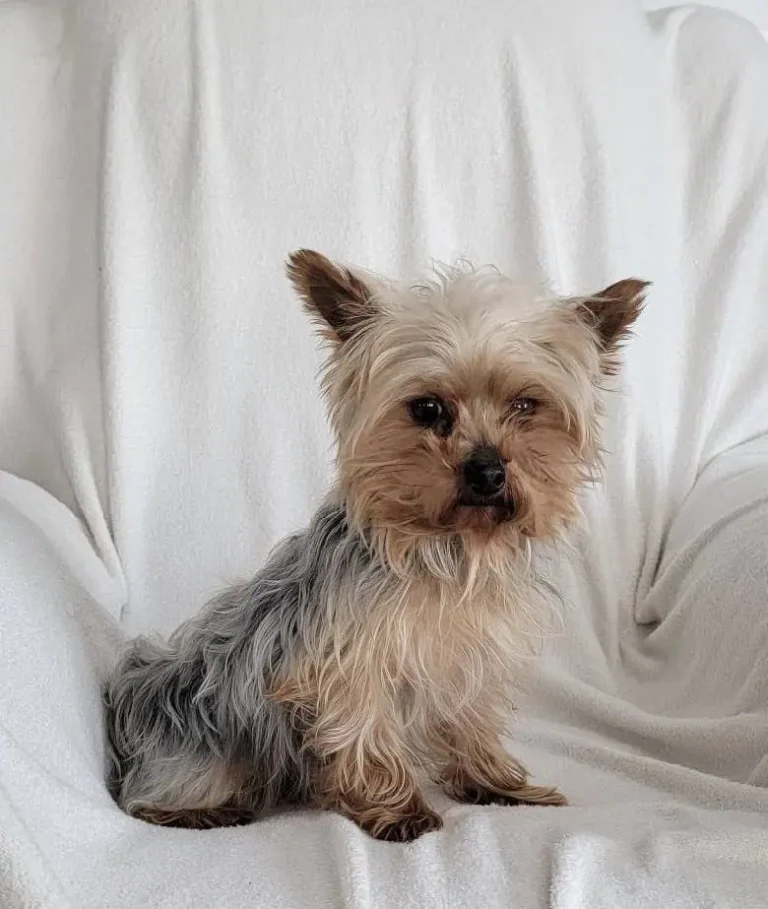 Yorkshire Terrier male sitting.