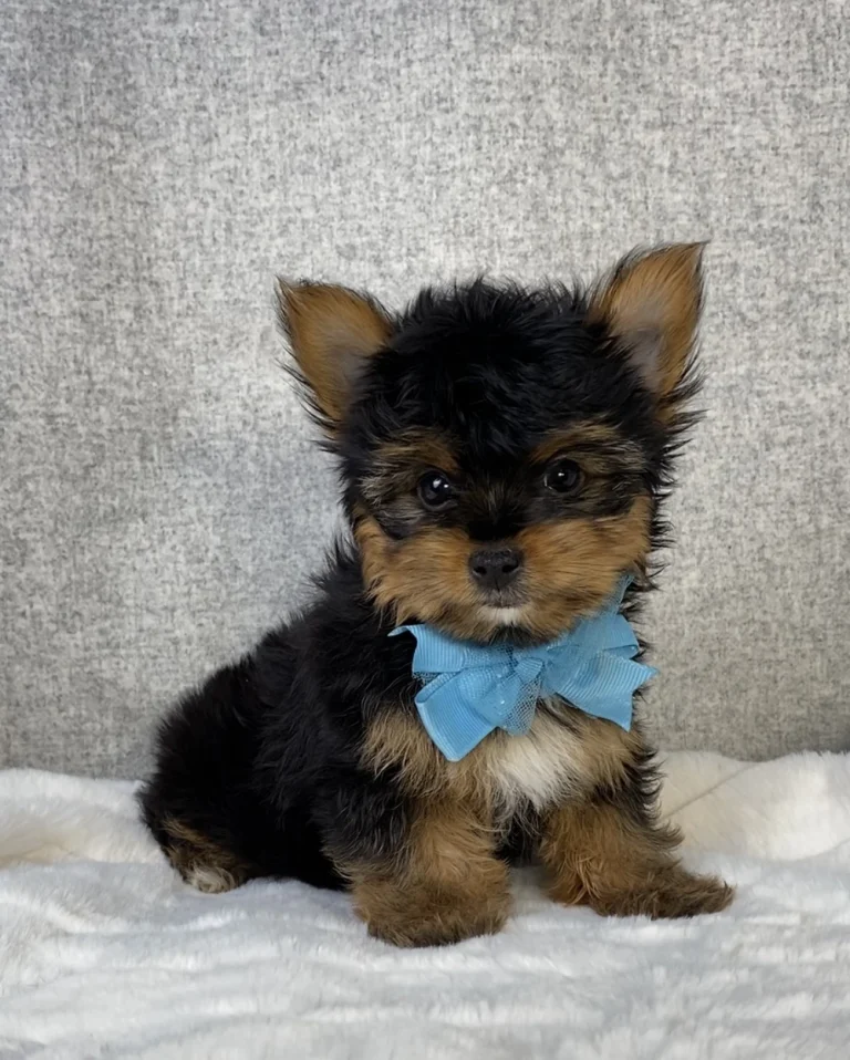 Adorable Yorkshire Terrier puppy sitting with a blue bow.