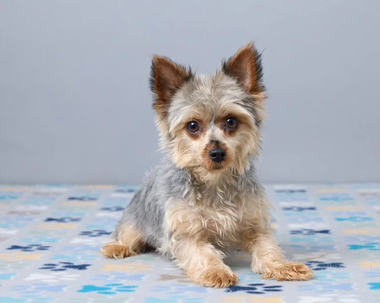 Cute Yorkshire Terrier female posing.
