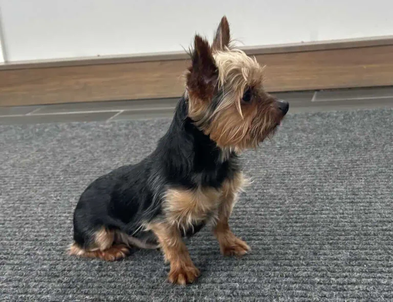 Yorkshire Terrier male sitting on a carpet.