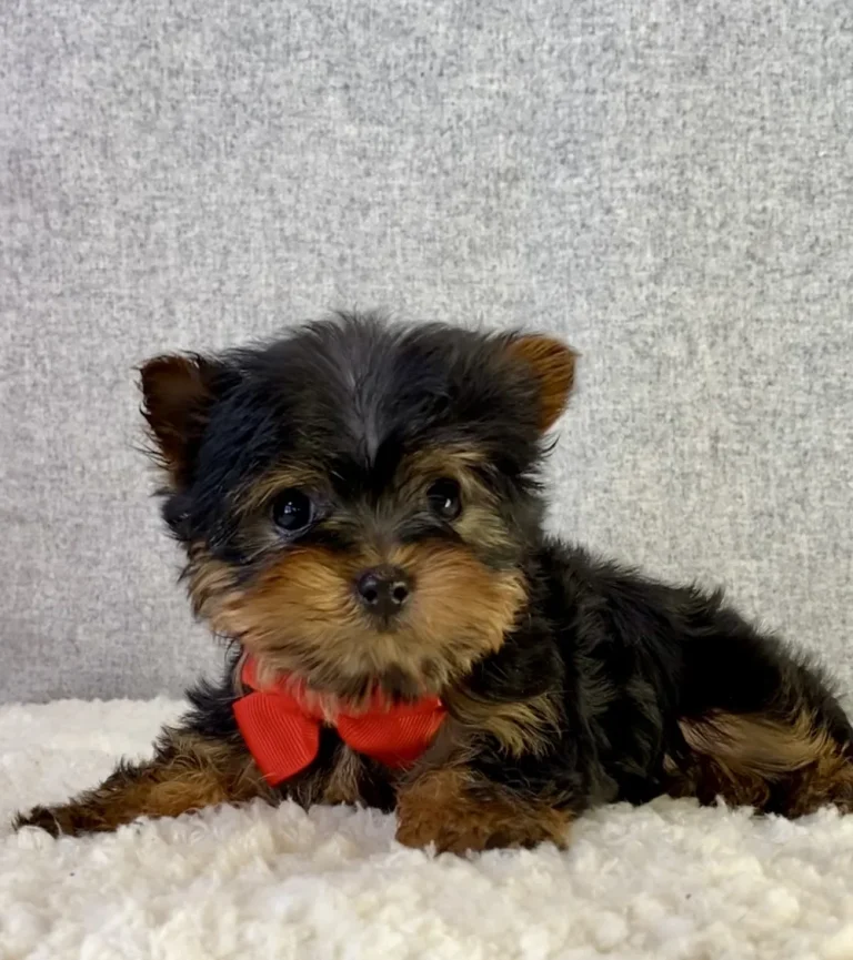 Yorkshire Terrier puppy posing with a red bow.