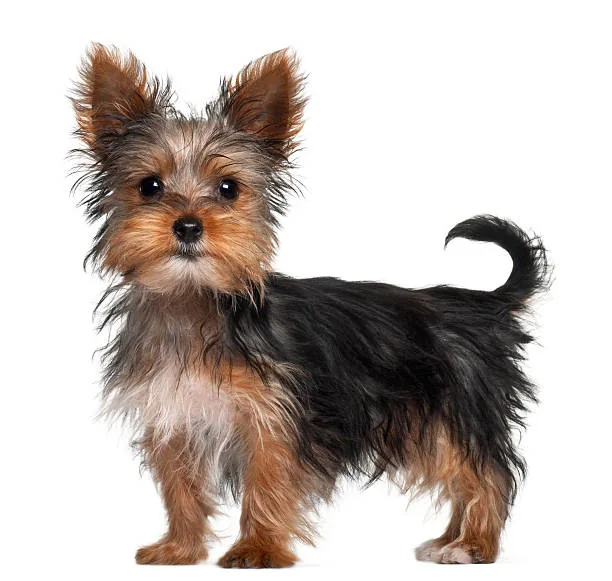 Yorkshire Terrier male posing.