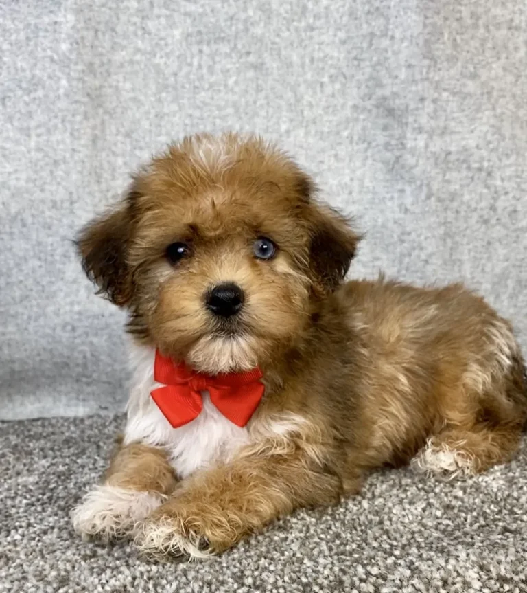 Yorkiepoo puppy posing on a blanket with a red ribbon.
