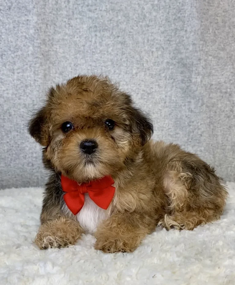 Yorkiepoo puppy posing on a blanket with a red ribbon.