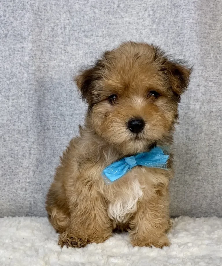 A cute Yorkiepoo puppy sitting with a blue bow.