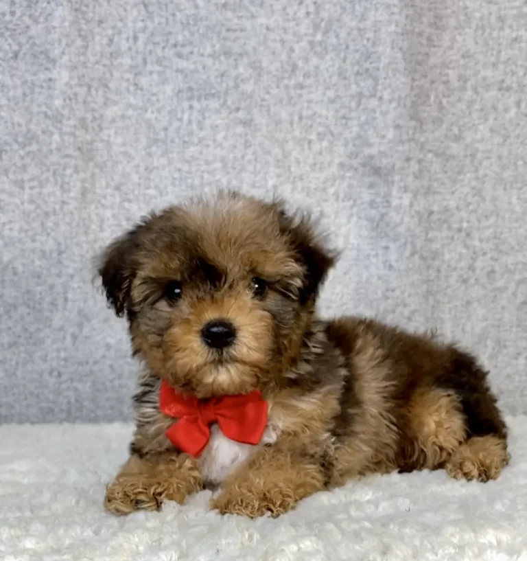 A cute Yorkiepoo puppy sitting with a red ribbon.