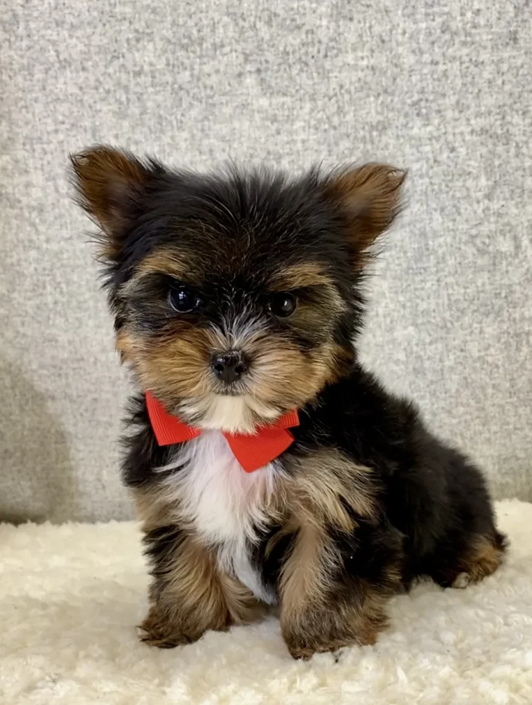 Adorable Yorkshire Terrier puppy posing with a red bow.