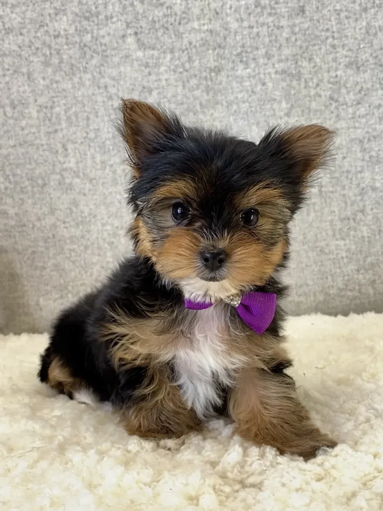 A cute Yorkshire Terrier puppy posing with a purple bow.