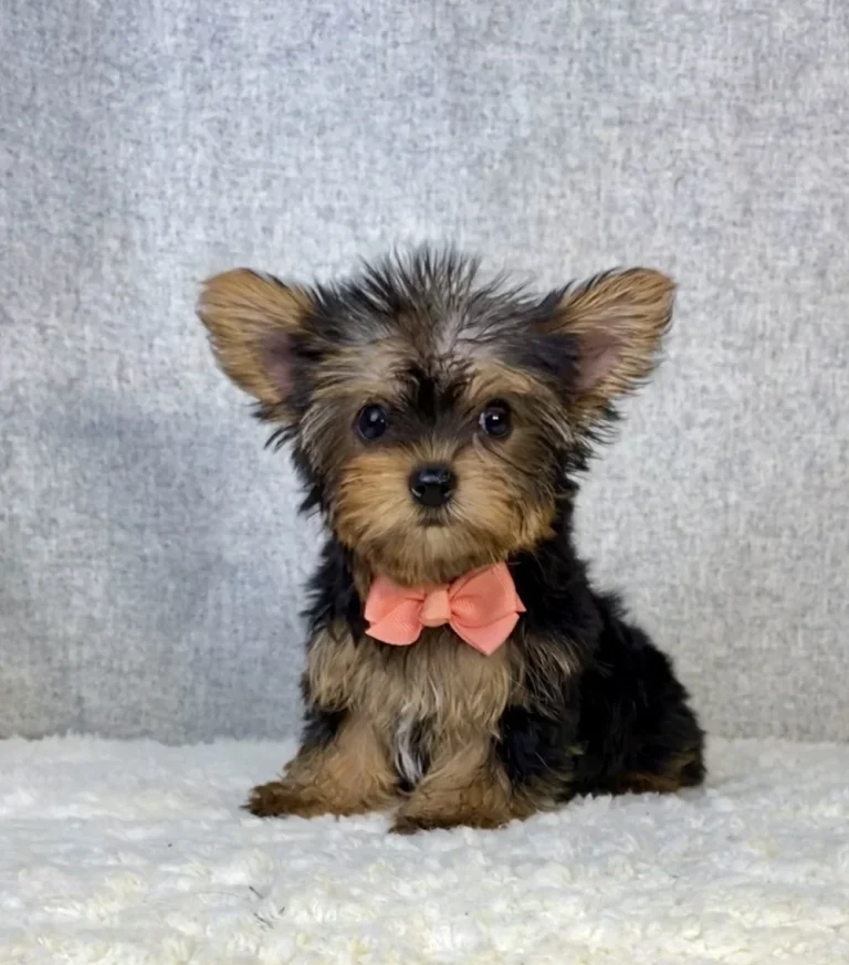 An adorable Yorkshire Terrier puppy posing with a pink bow on a blanket.