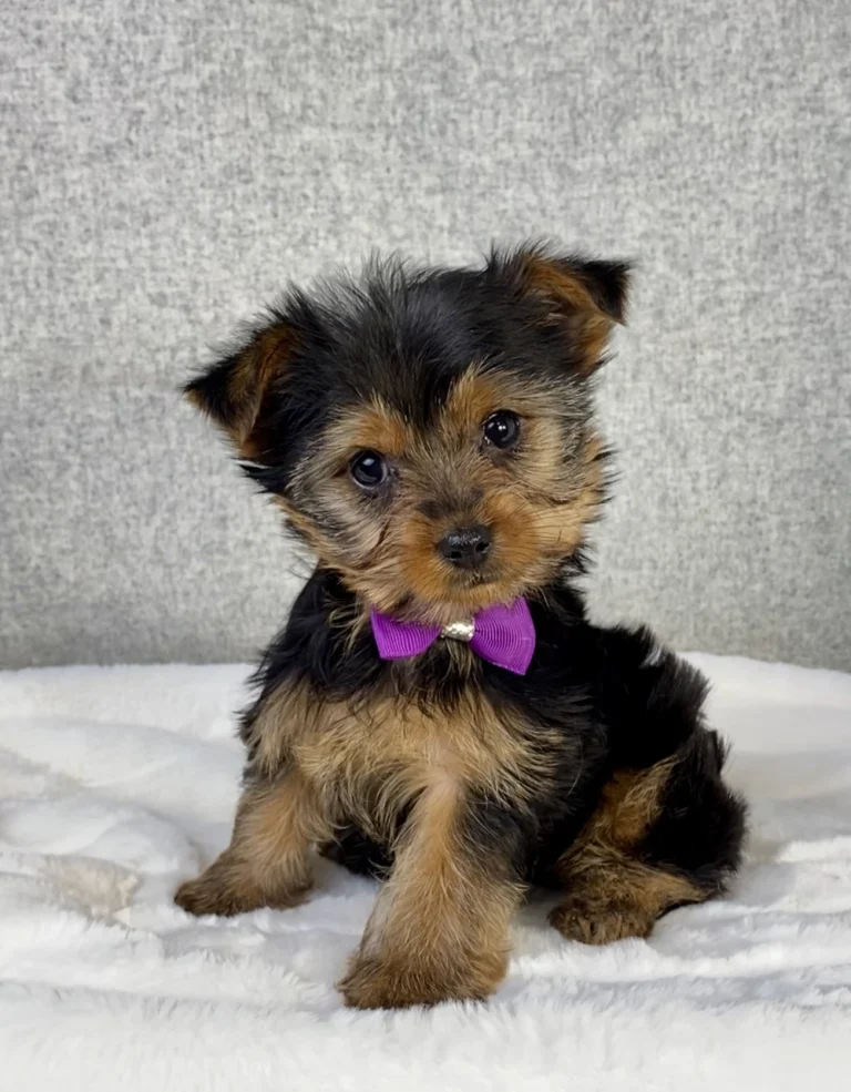 Adorable Yorkshire Terrier puppy sitting with a purple bow.