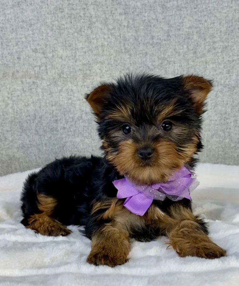 Yorkshire Terrier puppy posing with a purple bow.