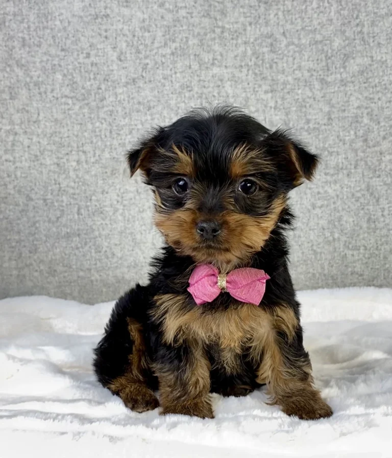 Yorkshire Terrier puppy posing with a pink bow.