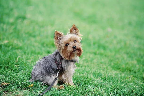 Yorkshire Terrier female posing in the grass.