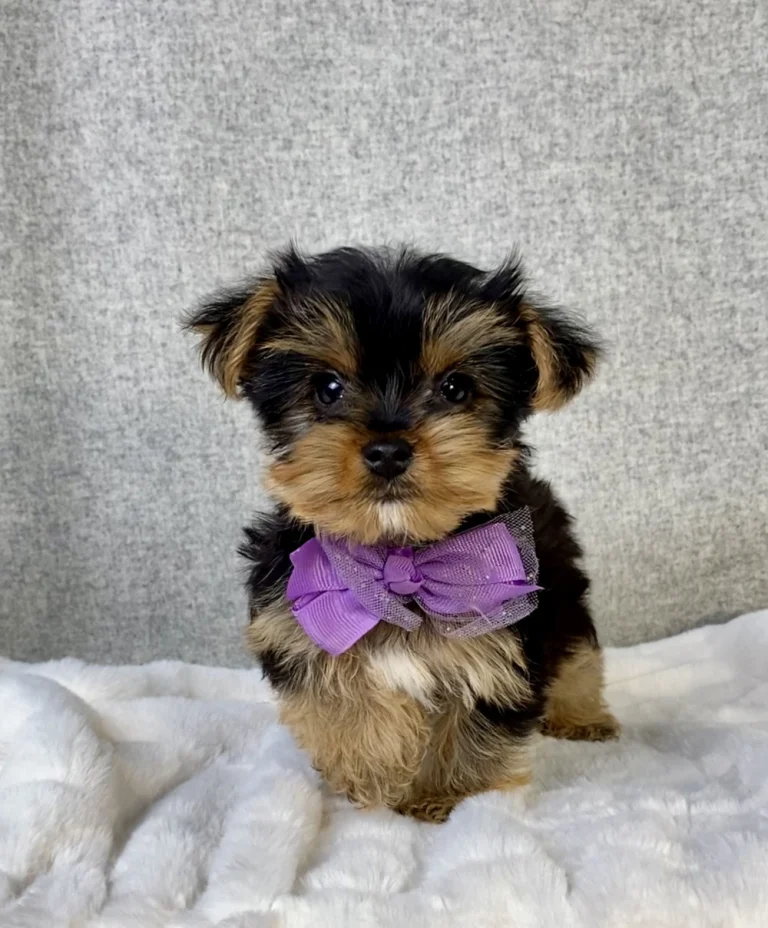 Adorable Yorkshire Terrier puppy posing.