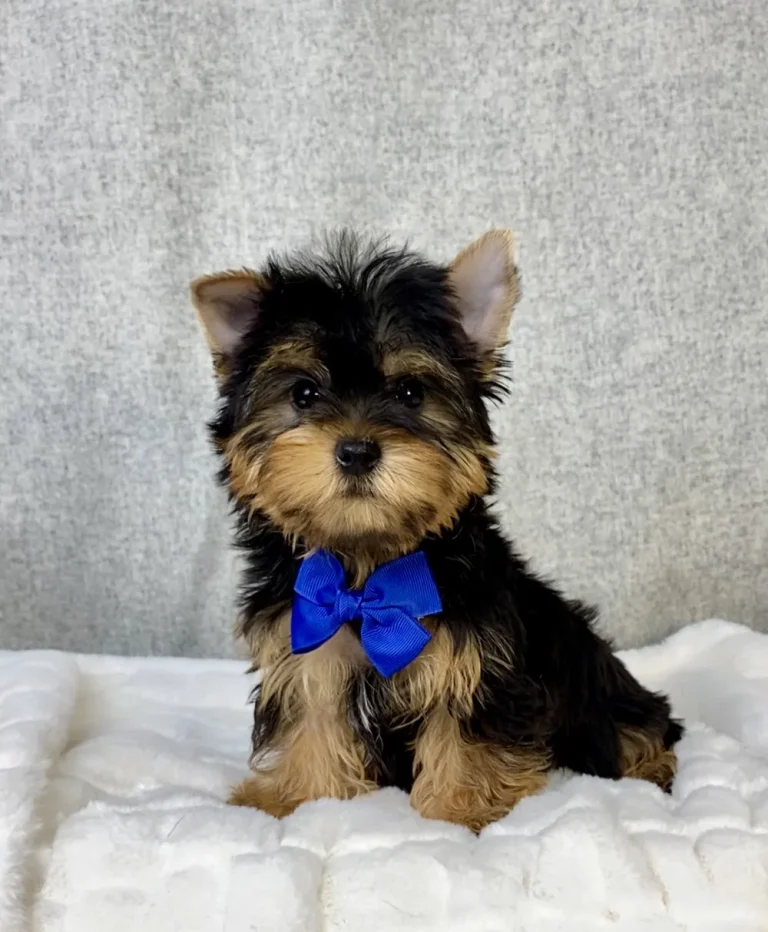 Yorkshire Terrier puppy with blue ribbon sitting for a pose