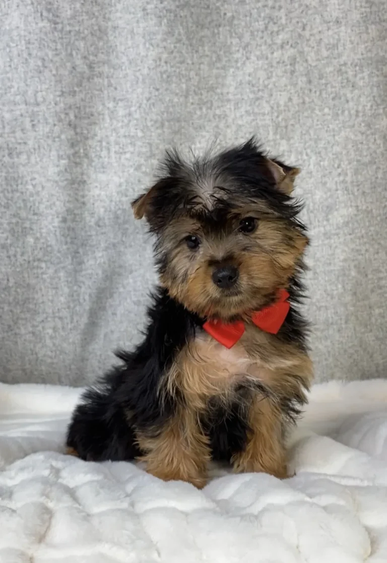 Yorkshire Terrier puppy with bright red ribbon with tilted head