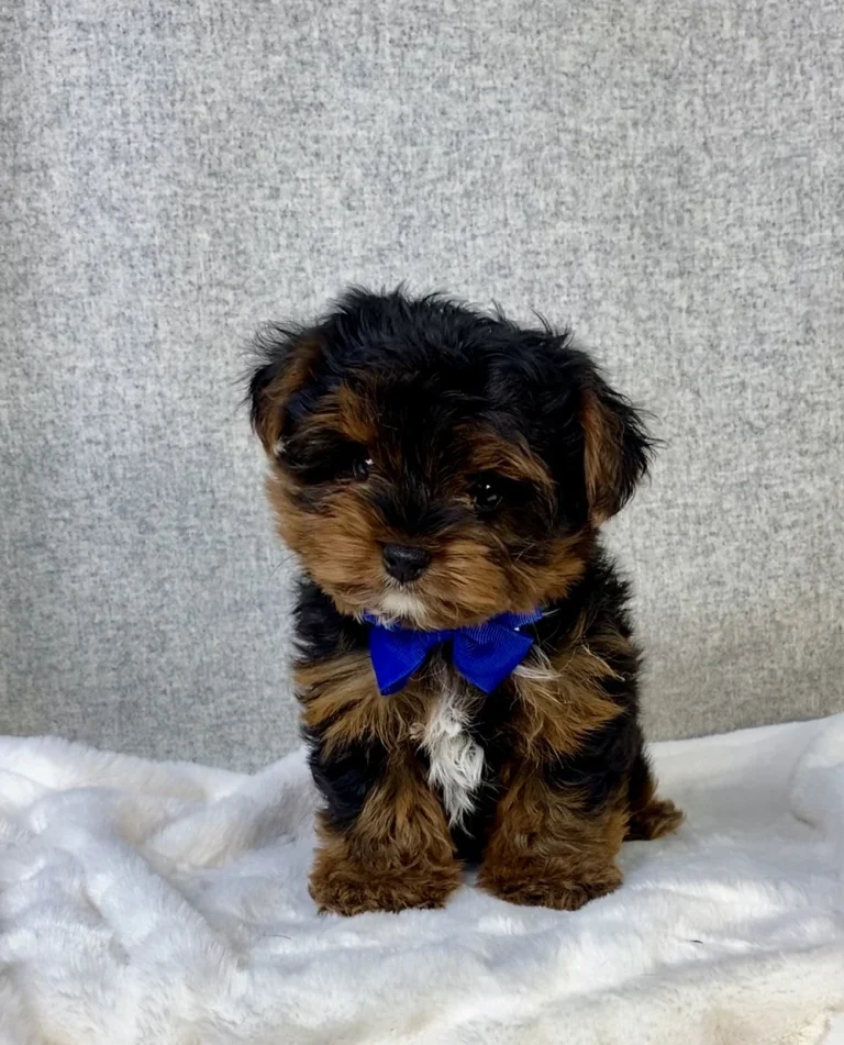 An adorable Yorkshire Terrier puppy posing with a blue bow.