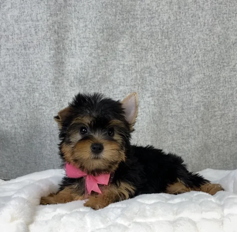 Yorkshire Terrier puppy with pink ribbon laying on white blanket