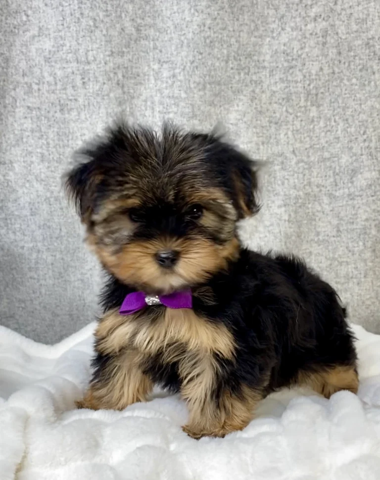 Yorkshire terrier puppy with purple ribbon standing on white blanket