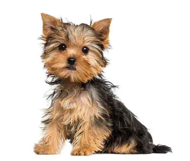 Yorkshire Terrier male posing.