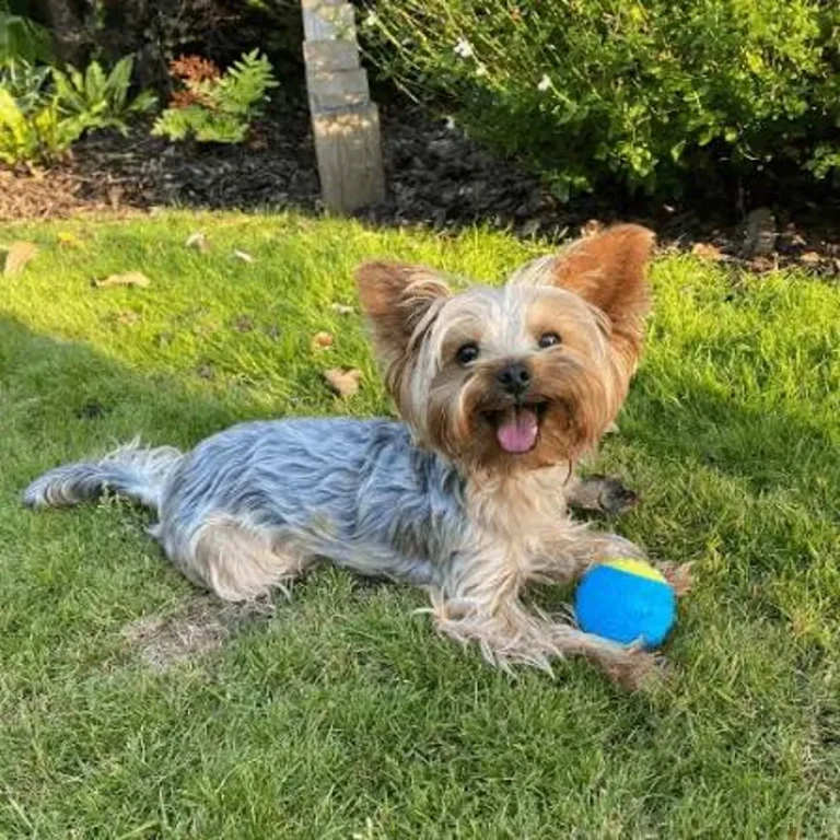 Yorkshire terrier dad named Cheeko playing with a ball