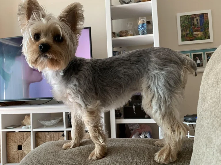 Yorkshire terrier dad named Jimmy