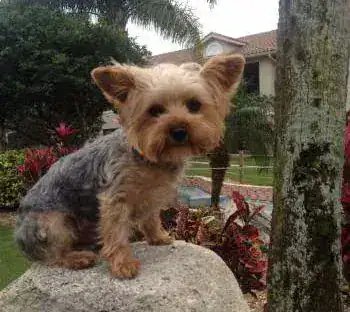 Tina a Yorkshire Terrier mom posing