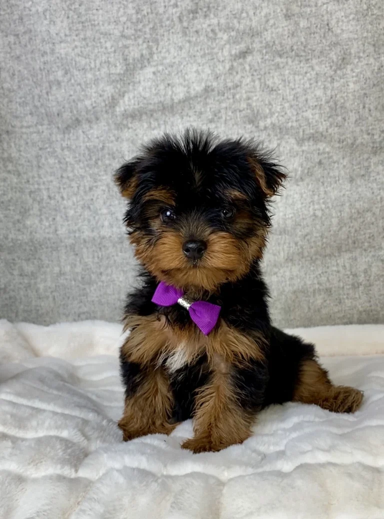 Yorkshire Terrier puppy sitting on white blanket