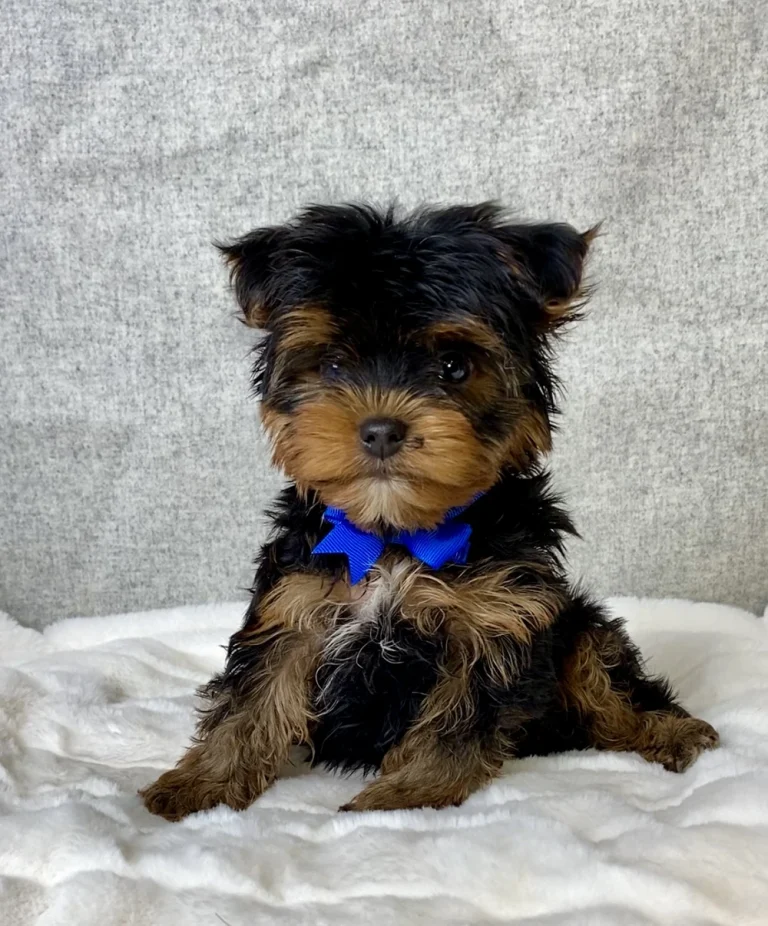 Sitting Yorkshire Terrier with blue ribbon