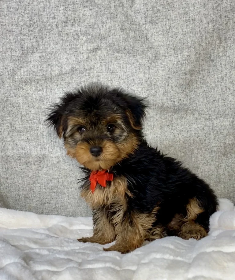 Sitting Yorkshire Terrier with red ribbon