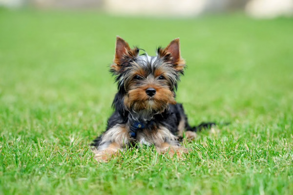 A Yorkshire Terrier mom in the grass