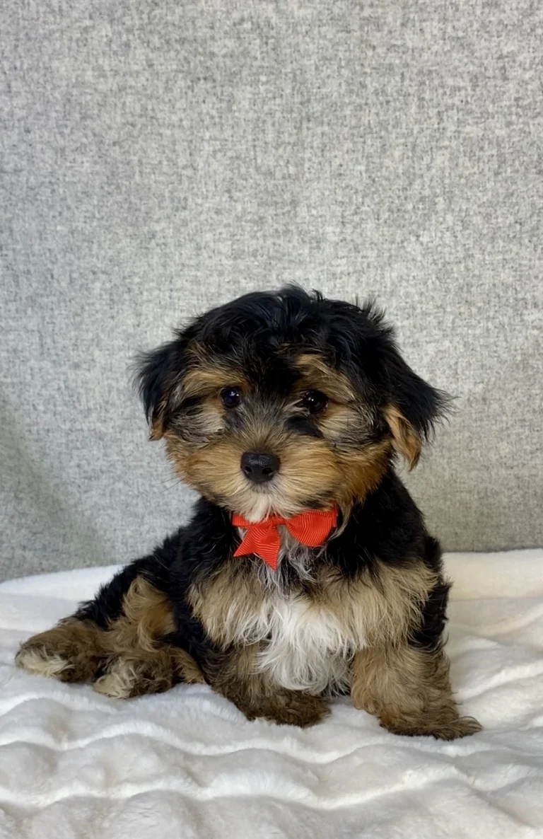 An adorable Yorkshire Terrier with a red ribbon