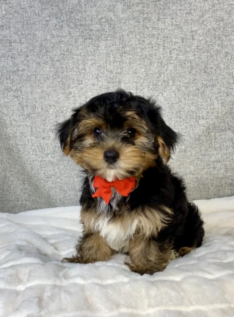Yorkshire Terrier puppy sitting on white blanket