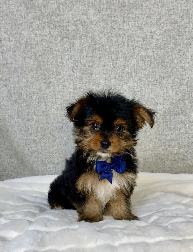 Yorkshire Terrier puppy posing