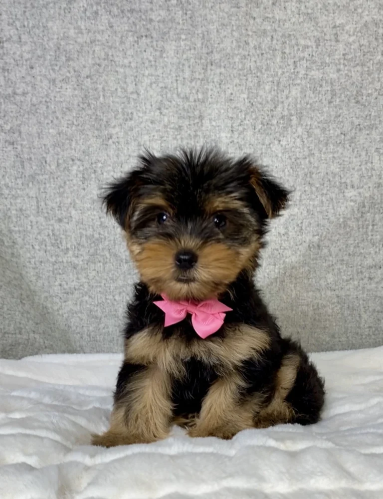 An adorable Yorkshire Terrier posing on a white blanket with a pink ribbon
