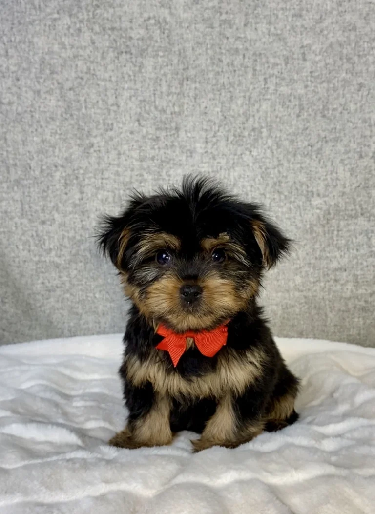 Yorkshire Terrier posing with a red ribbon