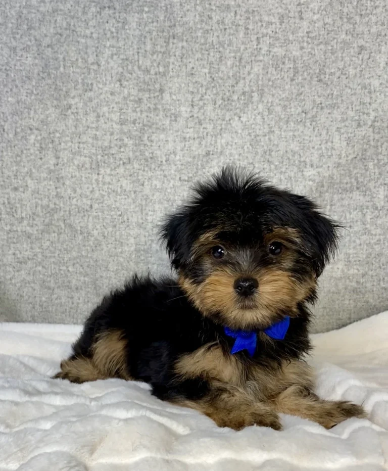 An adorable Yorkshire Terrier posing on a white blanket with a blue ribbon