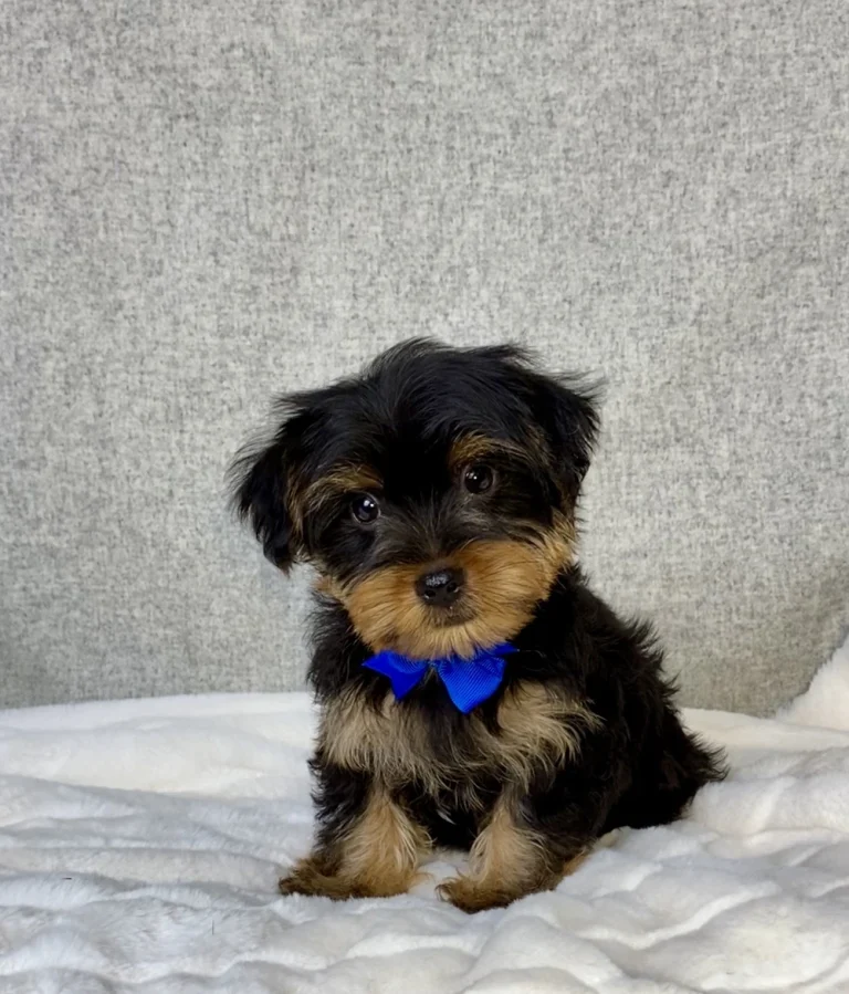 Yorkshire Terrier sitting on a white blanket with a blue ribbon
