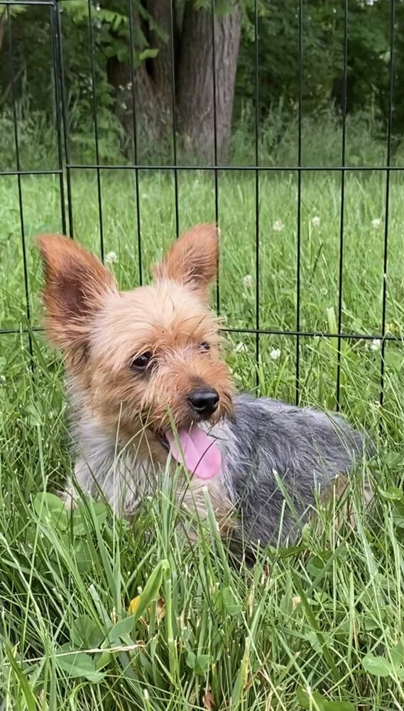 A Yorkshire Terrier mom in the grass